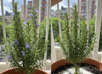 NIKADA nemojte raditi iste greške kada sadite ružmarin – on nikada neće uvenuti!