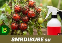 SMRDIBUBE NESTALE za 24 sata! Nisam vjerovao dok nisam probao