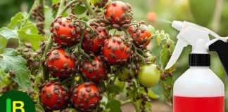 SMRDIBUBE NESTALE za 24 sata! Nisam vjerovao dok nisam probao