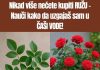 Ne kupujte stablo ruže – naučite kako ga sami uzgojiti u ČAŠI VODE!
