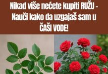 Ne kupujte stablo ruže – naučite kako ga sami uzgojiti u ČAŠI VODE!