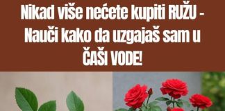 Ne kupujte stablo ruže – naučite kako ga sami uzgojiti u ČAŠI VODE!