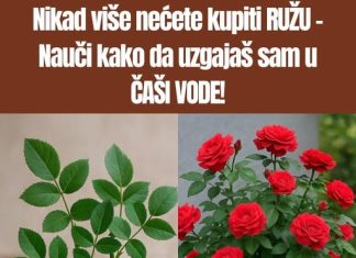Ne kupujte stablo ruže – naučite kako ga sami uzgojiti u ČAŠI VODE!