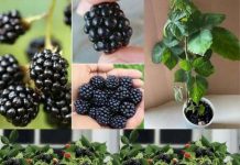 Ne treba vam vrt: Evo kako sami uzgojiti kupine u posudama