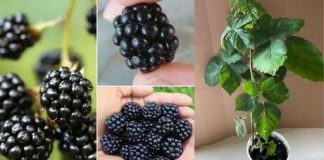 Ne treba vam vrt: Evo kako sami uzgojiti kupine u posudama