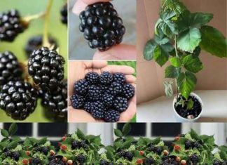 Ne treba vam vrt: Evo kako sami uzgojiti kupine u posudama