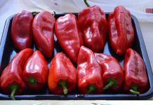 ISCURIO RECEPT STAR 73 GODINE: Ovako se prave najbolje pečene paprike sa juga Srbije, pravo iz Vranja