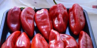 ISCURIO RECEPT STAR 73 GODINE: Ovako se prave najbolje pečene paprike sa juga Srbije, pravo iz Vranja