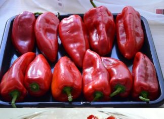 ISCURIO RECEPT STAR 73 GODINE: Ovako se prave najbolje pečene paprike sa juga Srbije, pravo iz Vranja