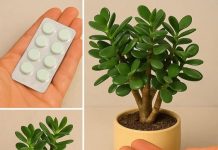 Ovaj tajni sastojak čini da vaše biljke cvetaju kao lude, a ne košta ni dinar!