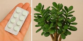 Ovaj tajni sastojak čini da vaše biljke cvetaju kao lude, a ne košta ni dinar!