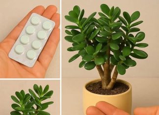 Ovaj tajni sastojak čini da vaše biljke cvetaju kao lude, a ne košta ni dinar!