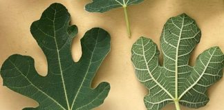 OTKRIJTE SNAGU SMOKVINOG LISTA! 🍃💪 10 ČUDA ZDRAVLJA KOJA MORATE ZNATI 🌟🍵