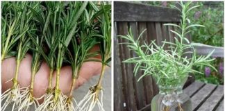 Nikada nemojte saditi ružmarin bez ovoga – Ovo je tajna 3x bržeg rasta, evo što trebate učiniti