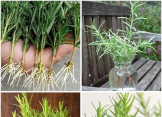 Nikada nemojte saditi ružmarin bez ovoga – Ovo je tajna 3x bržeg rasta, evo što trebate učiniti