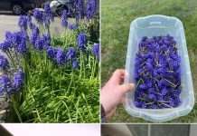 Možda ste ovaj cvijet vidjeli na drugom mjestu, ali do sada niste znali njegovu moć.