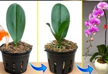 Kako Spasiti Umiruću Orhideju: Savjeti i Trikovi - featured image