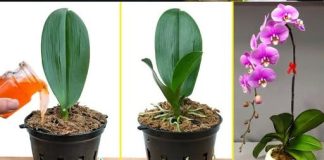 Kako Spasiti Umiruću Orhideju: Savjeti i Trikovi - featured image