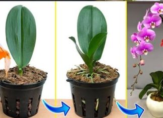Kako Spasiti Umiruću Orhideju: Savjeti i Trikovi - featured image