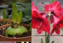 AMARILIS PUŠI DO 75 PUTA, OVAKO SE UZGAJA, SVI ĆE SE DIVITI VAŠEM DOMU: Evo u čemu je trik