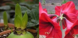 AMARILIS PUŠI DO 75 PUTA, OVAKO SE UZGAJA, SVI ĆE SE DIVITI VAŠEM DOMU: Evo u čemu je trik