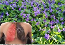 25 načina kako koristiti slatke ljubičice i kako ih pravilno koristiti.