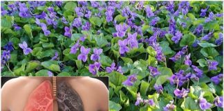 25 načina kako koristiti slatke ljubičice i kako ih pravilno koristiti.