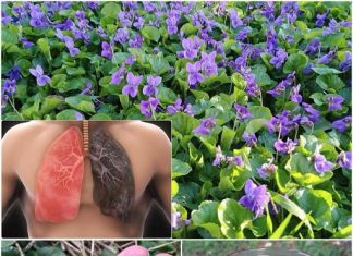 25 načina kako koristiti slatke ljubičice i kako ih pravilno koristiti.