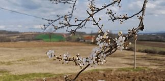 Kremaste princes krofne: Savršen recept za domaći desert Kremaste princes krofne: Savršen recept za domaći desert - featured image