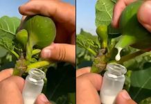 VEĆINA NEMA POJMA KOLIKO JE SOK OD SMOKVE VAŽAN: ZLATA VRIJEDI… 🔥🍃 Otkrijte zašto je ovaj prirodni čudotvorac pravo blago!