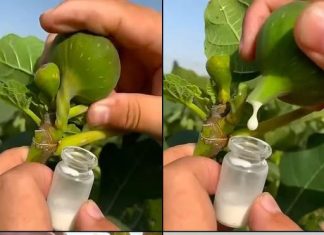 VEĆINA NEMA POJMA KOLIKO JE SOK OD SMOKVE VAŽAN: ZLATA VRIJEDI… 🔥🍃 Otkrijte zašto je ovaj prirodni čudotvorac pravo blago!