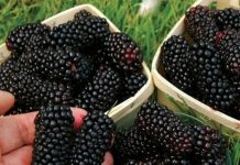 SVI SMO KAO DJECA JELI VOĆE, ALI NIKO NE ZNA KAKO SE ZOVE: Jača bubrege, čisti jetru, POBOLJŠAVA krvnu sliku!