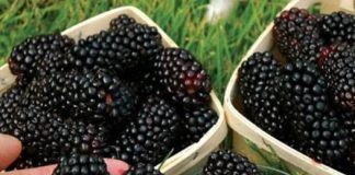 SVI SMO KAO DJECA JELI VOĆE, ALI NIKO NE ZNA KAKO SE ZOVE: Jača bubrege, čisti jetru, POBOLJŠAVA krvnu sliku!