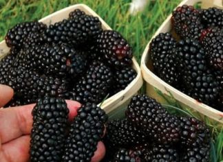 SVI SMO KAO DJECA JELI VOĆE, ALI NIKO NE ZNA KAKO SE ZOVE: Jača bubrege, čisti jetru, POBOLJŠAVA krvnu sliku!