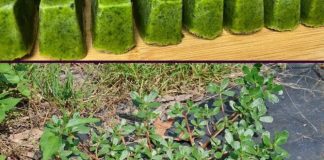 Nikada ne gazite po 0V0M K0R0VU; smatra se ‘RUDNIK0M ZLATA’ u vrtu, nemojte ga P0DCIJENITI! Nikada ne gazite po 0V0M K0R0VU; smatra se ‘RUDNIK0M ZLATA’ u vrtu, nemojte ga P0DCIJENITI! - featured image