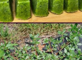 Nikada ne gazite po 0V0M K0R0VU; smatra se ‘RUDNIK0M ZLATA’ u vrtu, nemojte ga P0DCIJENITI! Nikada ne gazite po 0V0M K0R0VU; smatra se ‘RUDNIK0M ZLATA’ u vrtu, nemojte ga P0DCIJENITI! - featured image