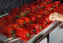 ISCURIO RECEPT STAR 73 GODINE: Ovako se prave najbolje pečene paprike sa juga Srbije, stigle direktno iz Vranja ISCURIO RECEPT STAR 73 GODINE: Ovako se prave najbolje pečene paprike sa juga Srbije, stigle direktno iz Vranja - featured image