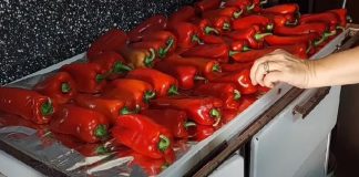 ISCURIO RECEPT STAR 73 GODINE: Ovako se prave najbolje pečene paprike sa juga Srbije, stigle direktno iz Vranja ISCURIO RECEPT STAR 73 GODINE: Ovako se prave najbolje pečene paprike sa juga Srbije, stigle direktno iz Vranja - featured image