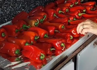 ISCURIO RECEPT STAR 73 GODINE: Ovako se prave najbolje pečene paprike sa juga Srbije, stigle direktno iz Vranja ISCURIO RECEPT STAR 73 GODINE: Ovako se prave najbolje pečene paprike sa juga Srbije, stigle direktno iz Vranja - featured image