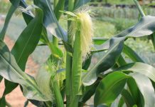 Čaj od kukuruzne svile: Priprema, prednosti i rizici napitka koji vam čuva bubrege Čaj od kukuruzne svile: Priprema, prednosti i rizici napitka koji vam čuva bubrege - featured image