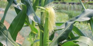 Čaj od kukuruzne svile: Priprema, prednosti i rizici napitka koji vam čuva bubrege Čaj od kukuruzne svile: Priprema, prednosti i rizici napitka koji vam čuva bubrege - featured image