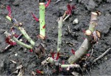 EVO vodiča kako rezati ruže na kraju sezone: Za godinu dana cvjetaće duplo više i u ogromnim cvjetovima! EVO vodiča kako rezati ruže na kraju sezone: Za godinu dana cvjetaće duplo više i u ogromnim cvjetovima! - featured image