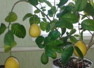 PRESTANITE da kupujete limun: EVO kako uzgajati beskrajne količine limuna kod kuće PRESTANITE da kupujete limun: EVO kako uzgajati beskrajne količine limuna kod kuće - featured image