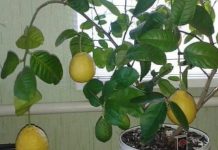 PRESTANITE da kupujete limun: EVO kako uzgajati beskrajne količine limuna kod kuće PRESTANITE da kupujete limun: EVO kako uzgajati beskrajne količine limuna kod kuće - featured image
