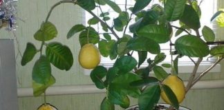 PRESTANITE da kupujete limun: EVO kako uzgajati beskrajne količine limuna kod kuće PRESTANITE da kupujete limun: EVO kako uzgajati beskrajne količine limuna kod kuće - featured image