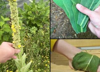 „Pronaći ovu biljku je vrednije nego pronaći novac — većina ljudi ne zna da je to jedna od najmoćnijih biljaka, a raste svuda…” 💬👀👇 „Pronaći ovu biljku je vrednije nego pronaći novac — većina ljudi ne zna da je to jedna od najmoćnijih biljaka, a raste svuda…” 💬👀👇 - featured image