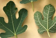 OTKRIJ SNAGU LIŠĆA SMOKVE! 🍃💪 10 ZDRAVSTVENIH ČUDA KOJA MORATE ZNATI 🌟🍵 OTKRIJ SNAGU LIŠĆA SMOKVE! 🍃💪 10 ZDRAVSTVENIH ČUDA KOJA MORATE ZNATI 🌟🍵 - featured image