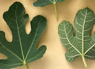 OTKRIJ SNAGU LIŠĆA SMOKVE! 🍃💪 10 ZDRAVSTVENIH ČUDA KOJA MORATE ZNATI 🌟🍵 OTKRIJ SNAGU LIŠĆA SMOKVE! 🍃💪 10 ZDRAVSTVENIH ČUDA KOJA MORATE ZNATI 🌟🍵 - featured image