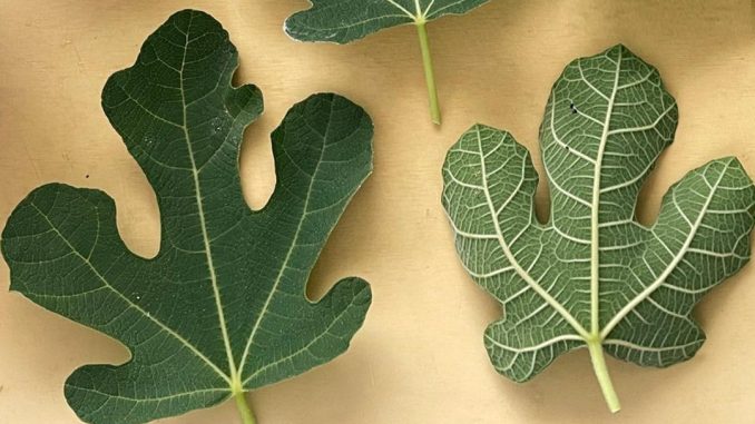 OTKRIJ SNAGU LIŠĆA SMOKVE! 🍃💪 10 ZDRAVSTVENIH ČUDA KOJA MORATE ZNATI 🌟🍵 - featured image OTKRIJ SNAGU LIŠĆA SMOKVE! 🍃💪 10 ZDRAVSTVENIH ČUDA KOJA MORATE ZNATI 🌟🍵 - featured image