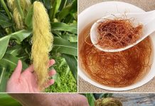 Većina ljudi voli kukuruz, ali ne zna koliko je moćna kukuruzna svila – Evo zašto je nikad ne biste trebali bacati! Većina ljudi voli kukuruz, ali ne zna koliko je moćna kukuruzna svila – Evo zašto je nikad ne biste trebali bacati! - featured image